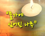 물가에 심어진 나무!
